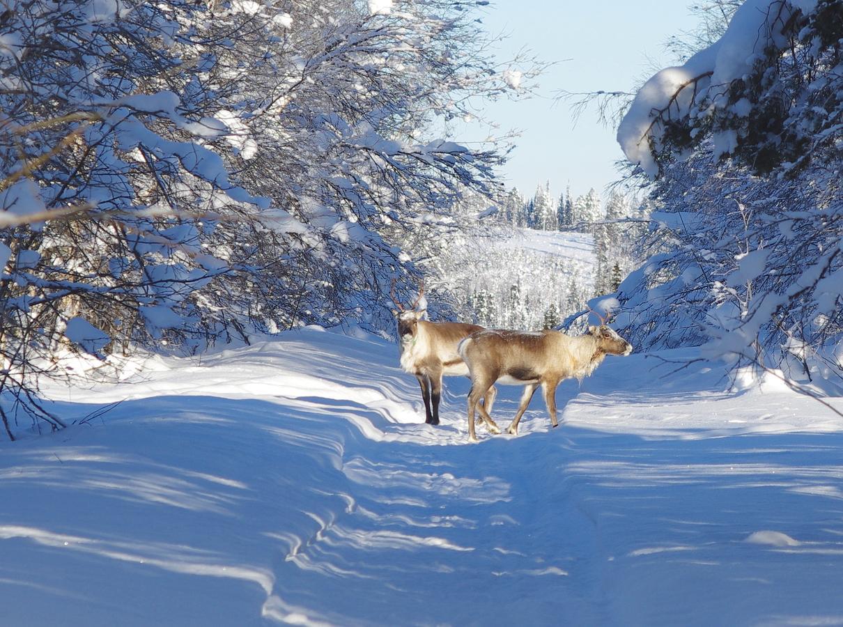Lapland Snow Cabin Masugnsbyn Ngoại thất bức ảnh